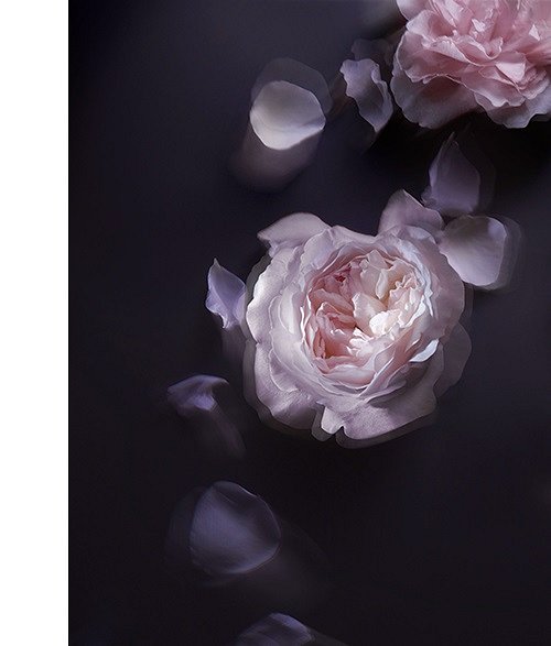 Новый аромат Nina Ricci L'Extase Rose Absolue фото №2