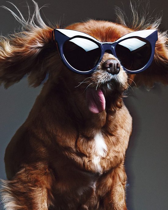Собака стала лицом рекламной кампании Karen Walker фото №6